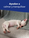 SERENEX DIFUSOR CANINO