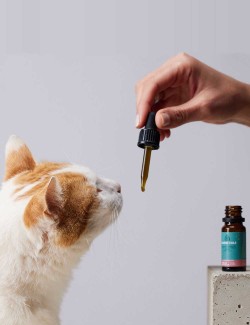 Candidtails aceite de salmón y cañamo con CBD para gatos