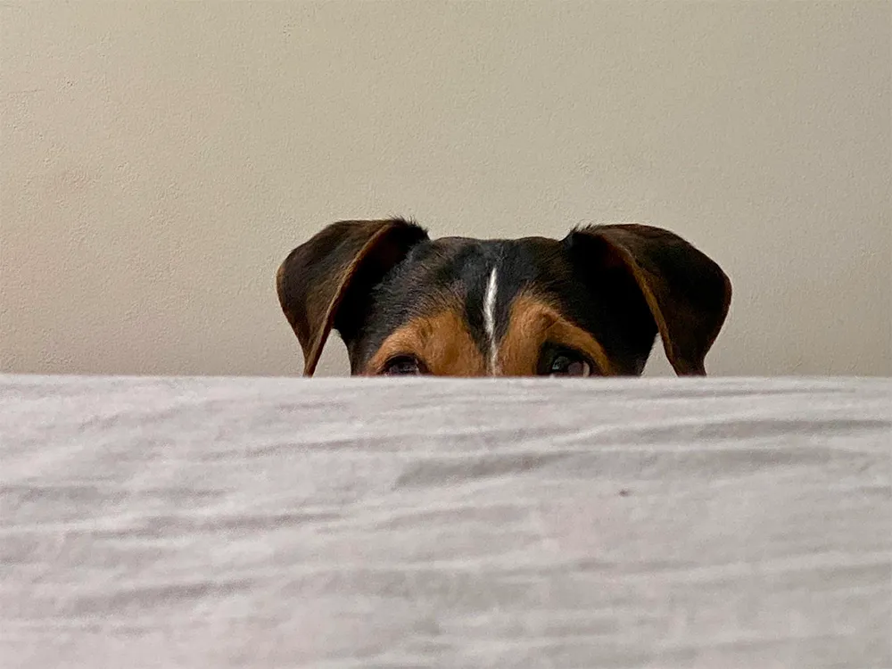 Miedo_perro.webp