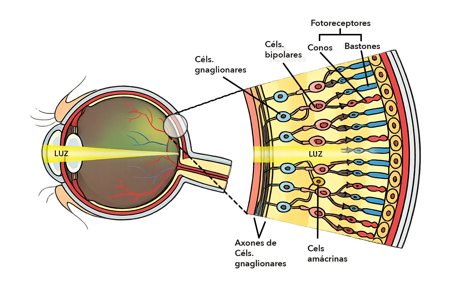 Ojo_visio%CC%81n_perro.webp