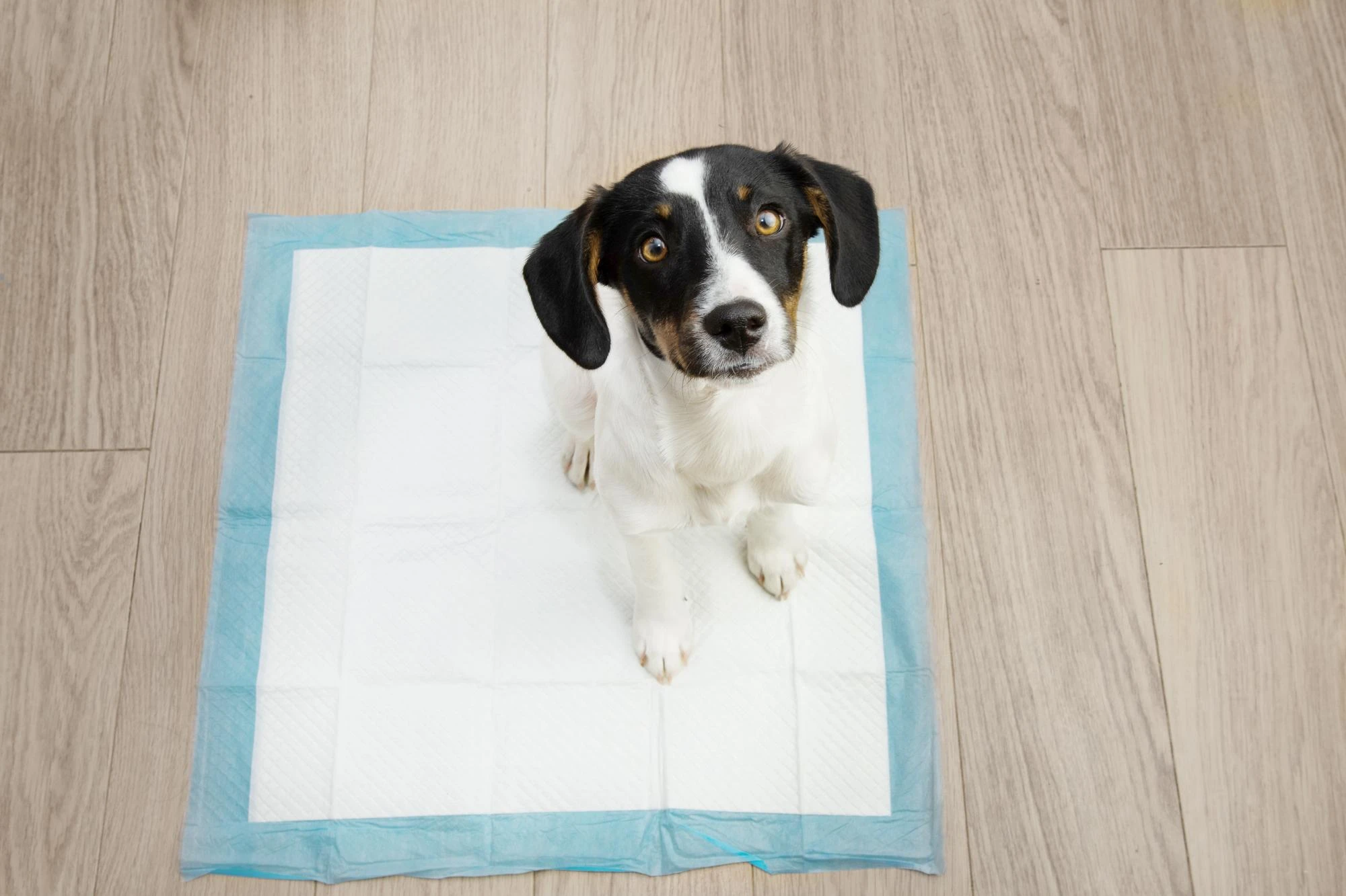 Co%CC%81mo%20acostumbrar%20a%20un%20cachorro%20al%20empapador.webp