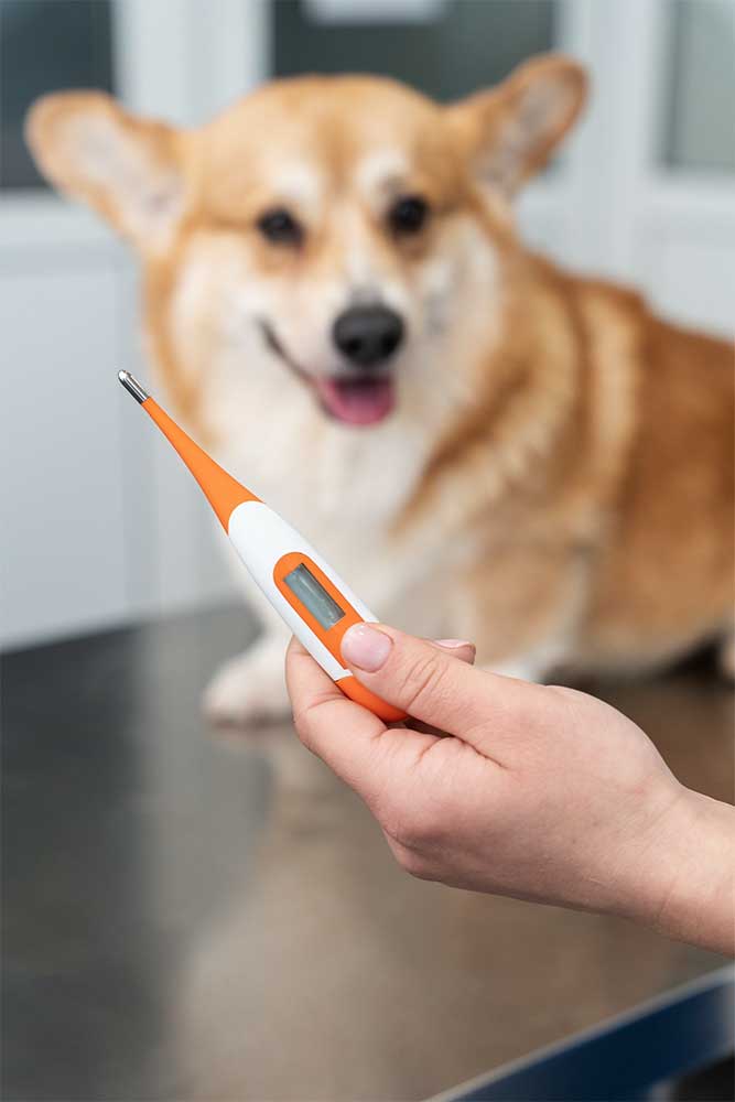 Co%CC%81mo-saber-si-un-perro-tiene-fiebre.jpg
