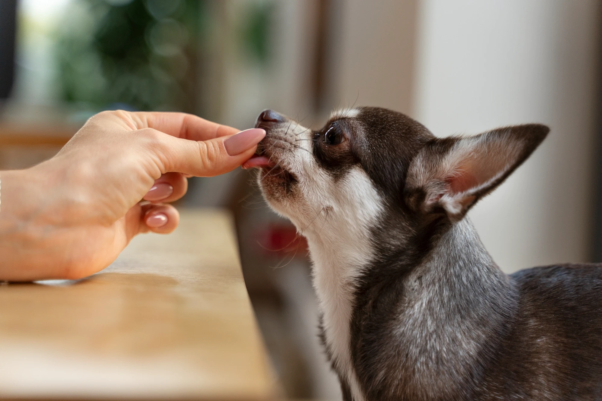 Los%20perros%20pueden%20comer%20almendras.webp