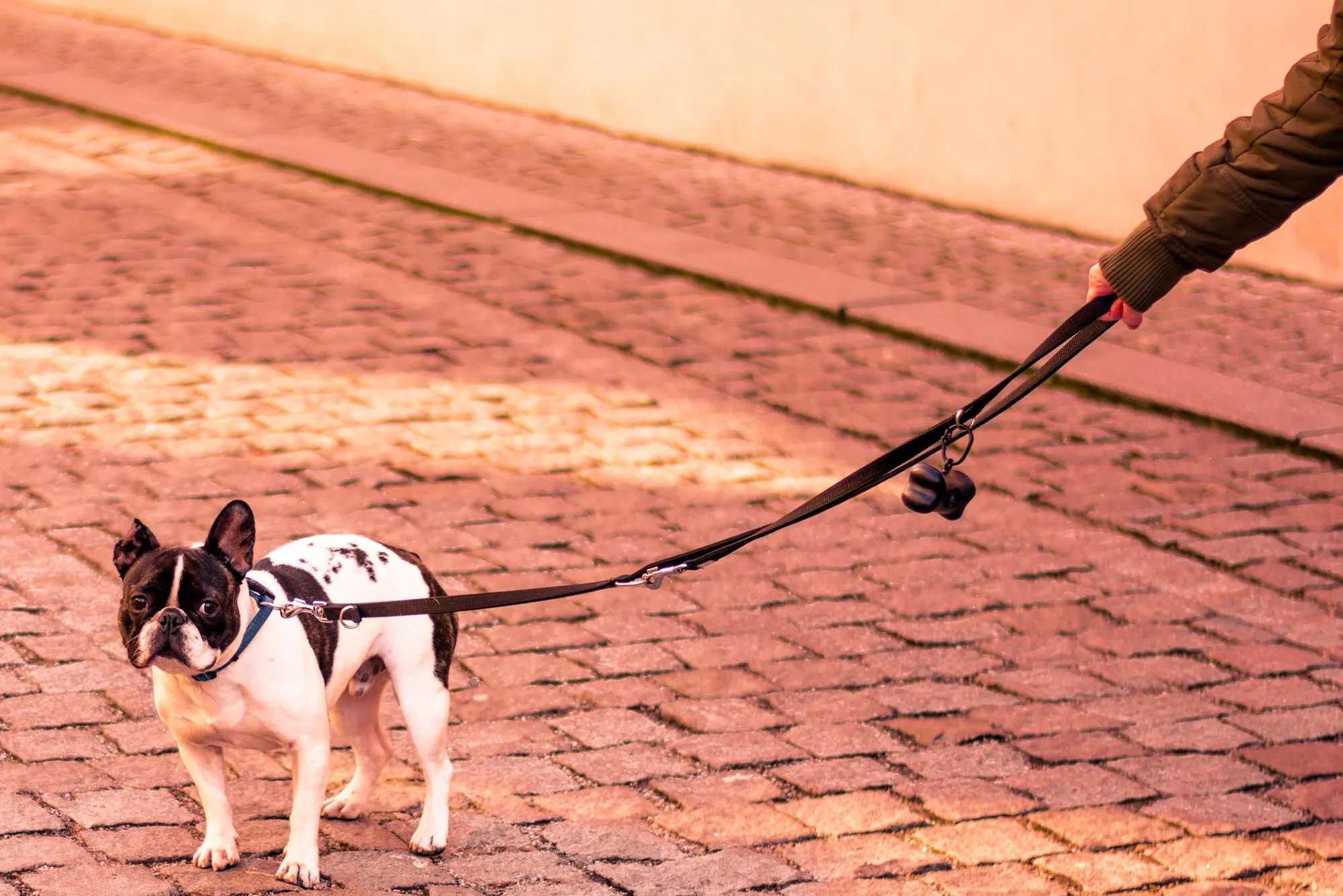 Mi%20perro%20no%20quiere%20salir%20a%20la%20calle-miedo.webp