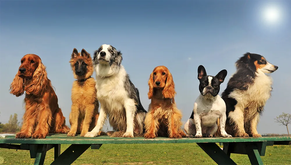 Pedrigree_perros.webp