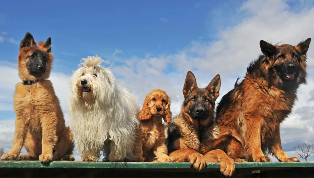 perros_pedigree.webp