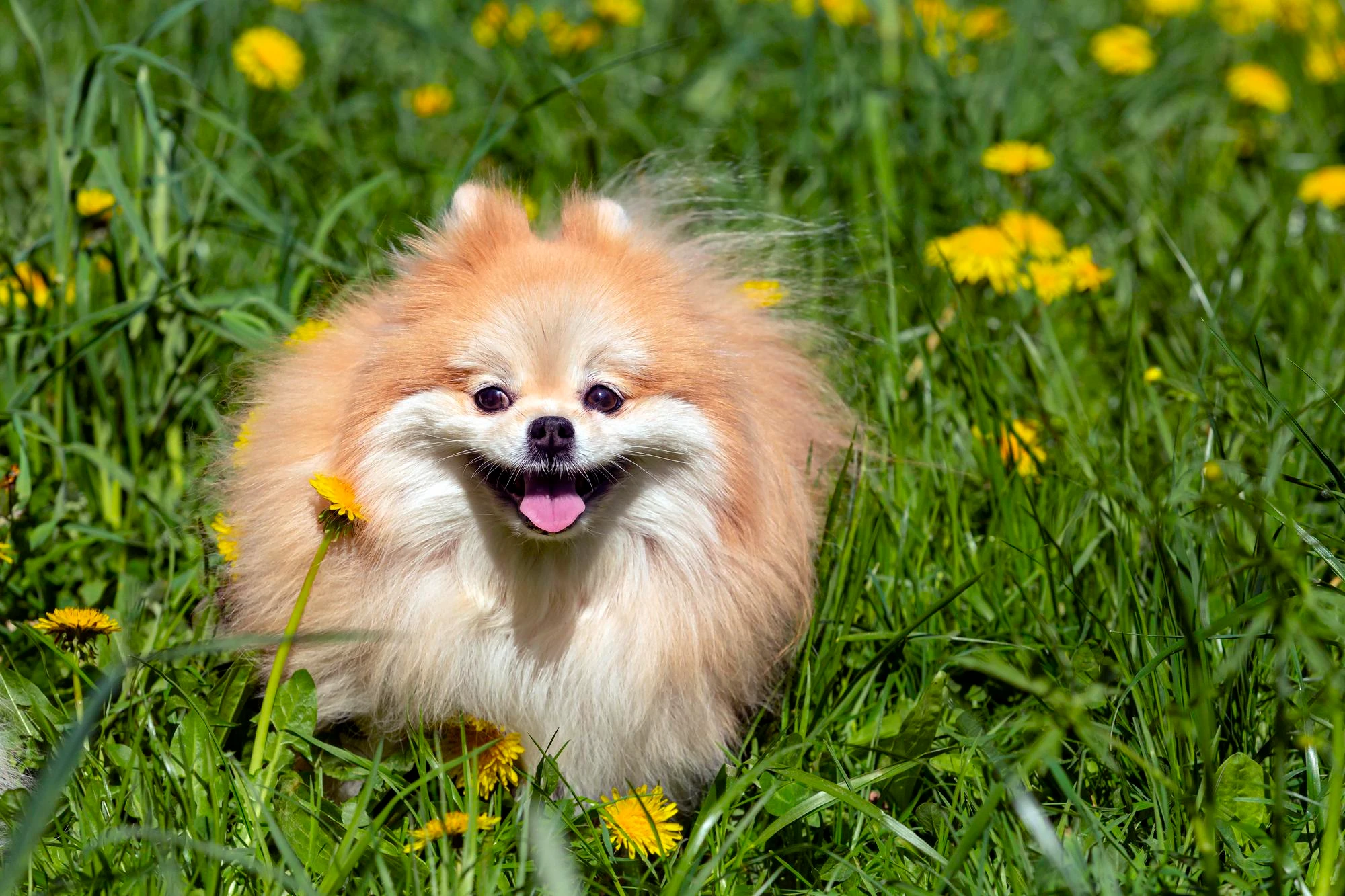 Pomerania%20cuidados.webp