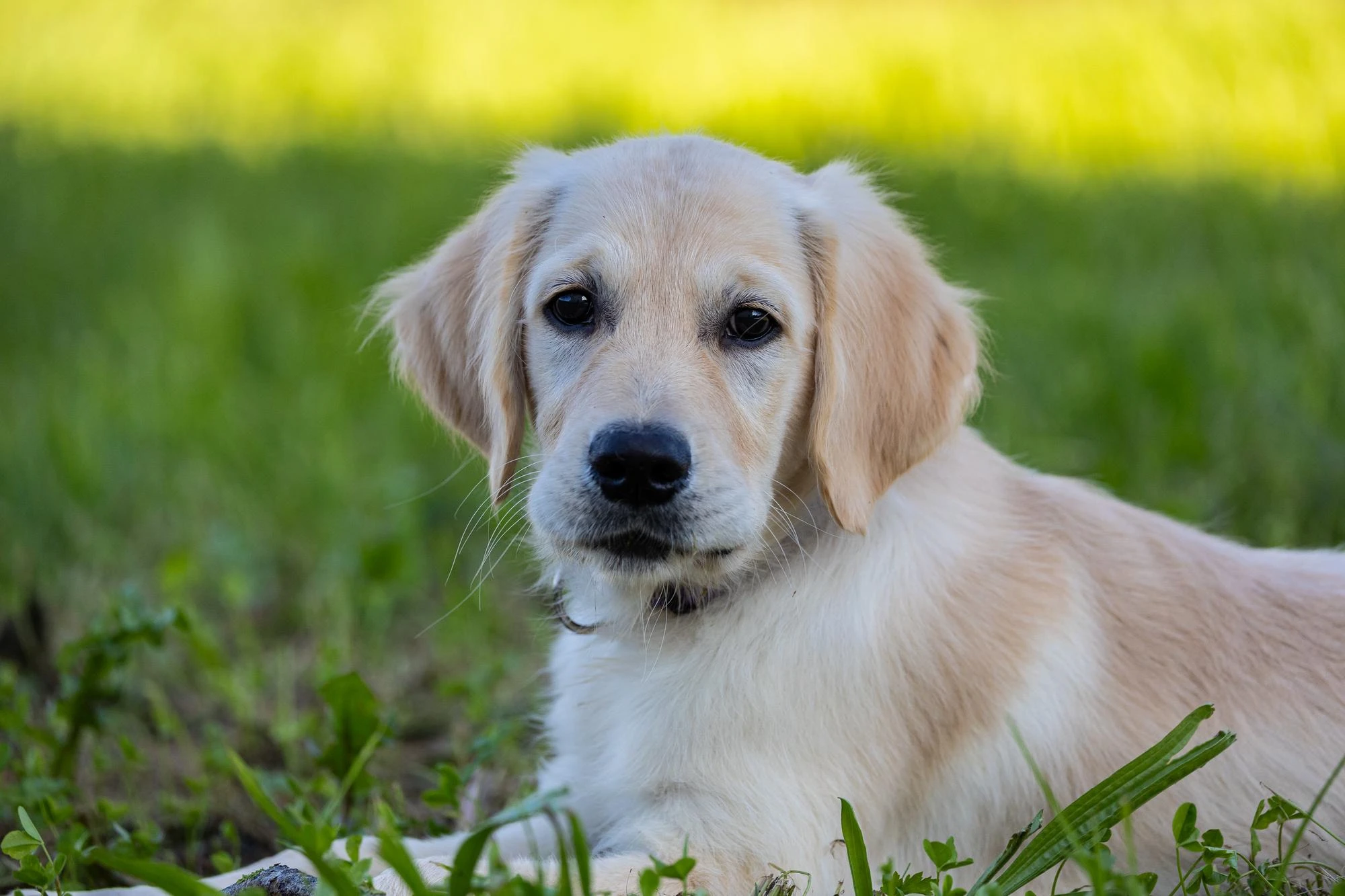 cachorro%20Golden%20Retriever.webp
