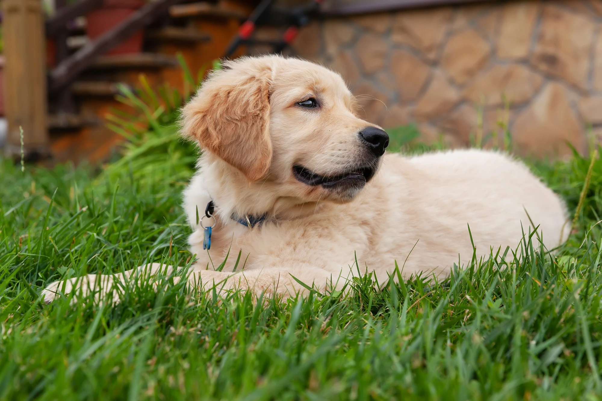 como%20cuidar%20cachorro%20Golden%20Retriever.webp