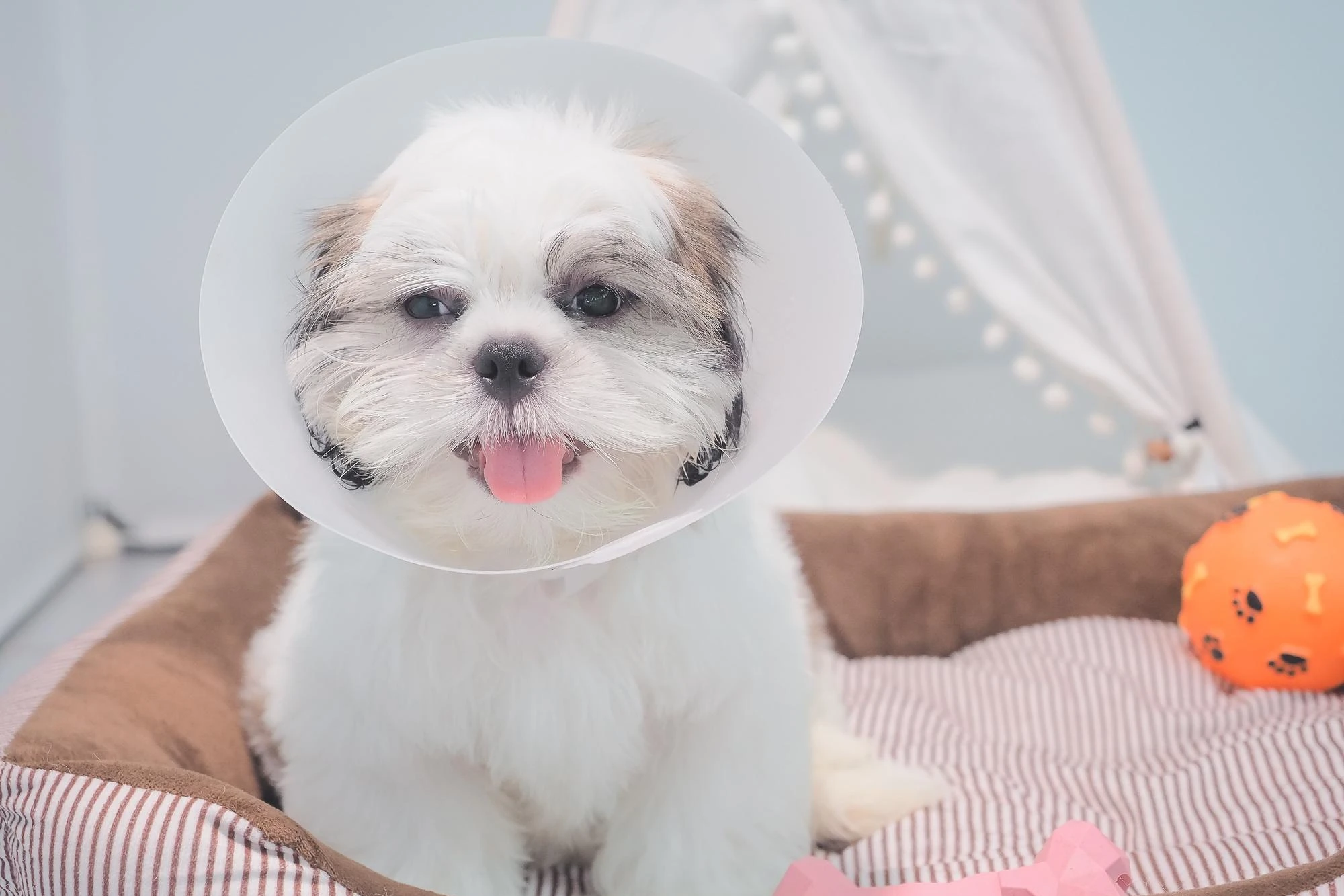 Inconvenientes%20esterilizar%20perra.webp