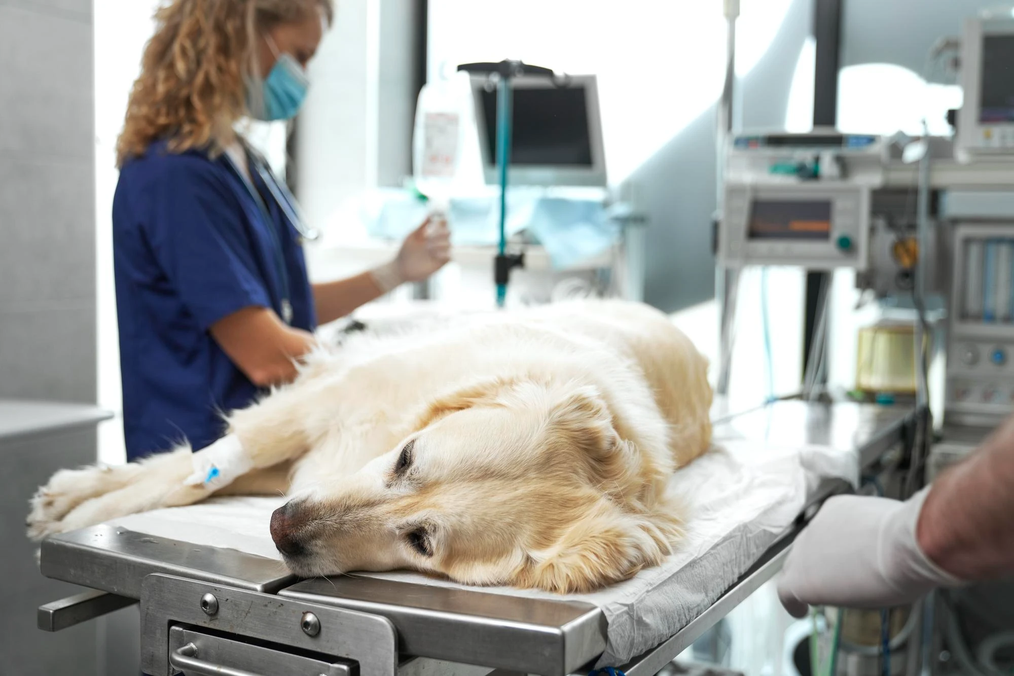esterilizar%20perra.webp