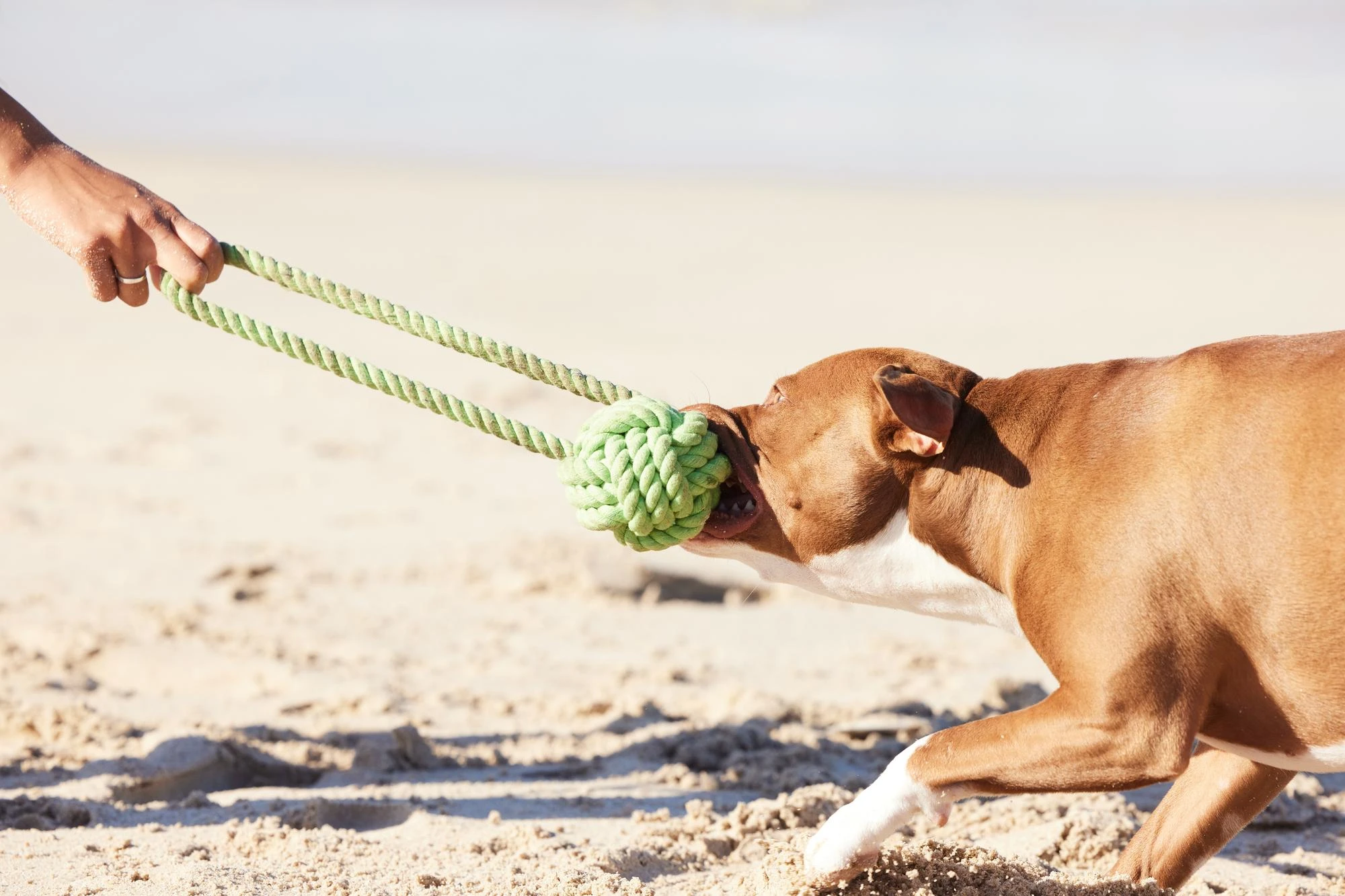 juegos%20perro.webp