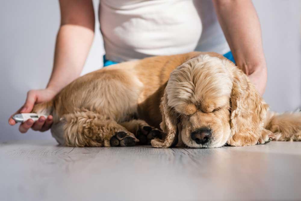 saber-si-un-perro-tiene-fiebre.jpg