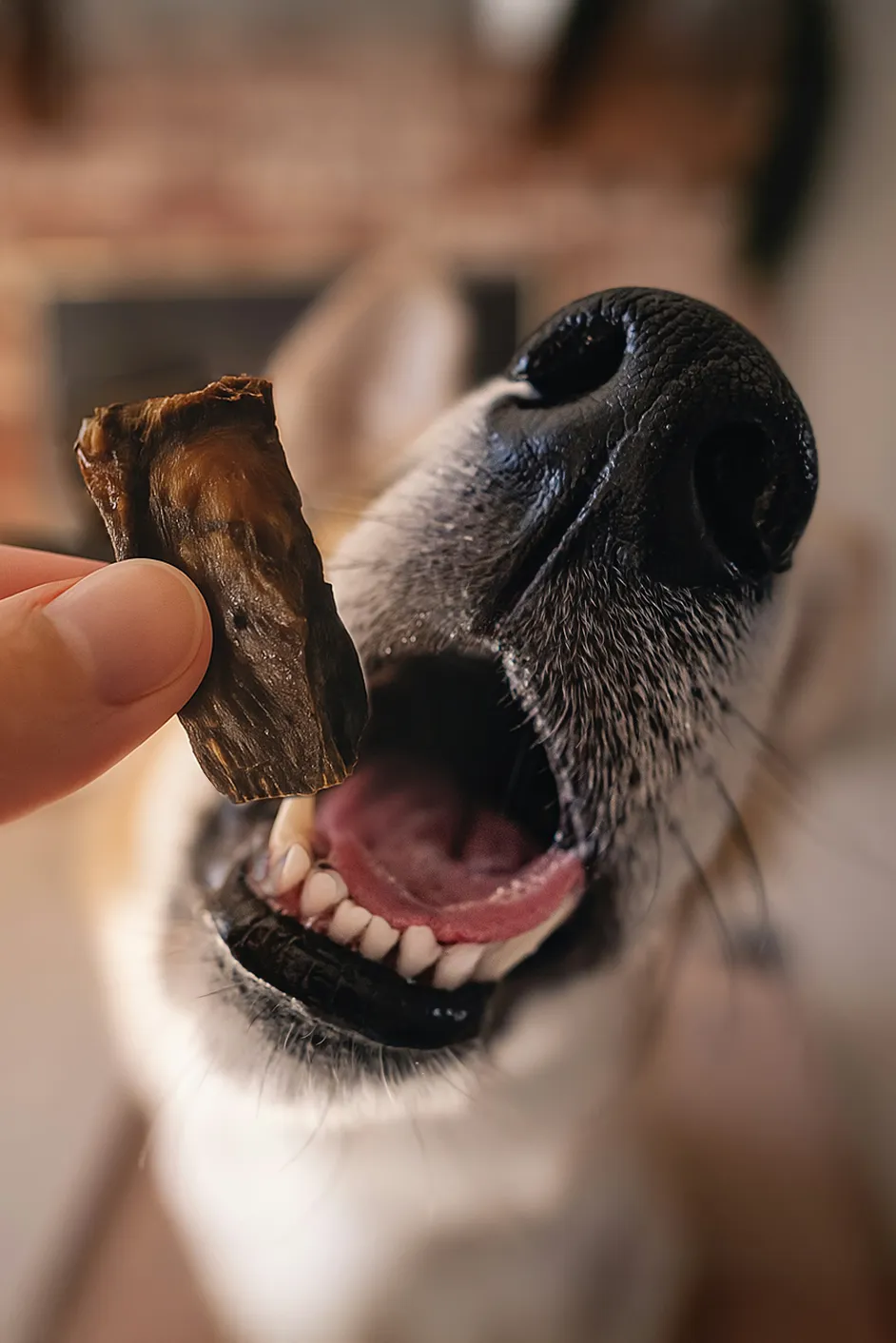 snack_saludable_perro.webp