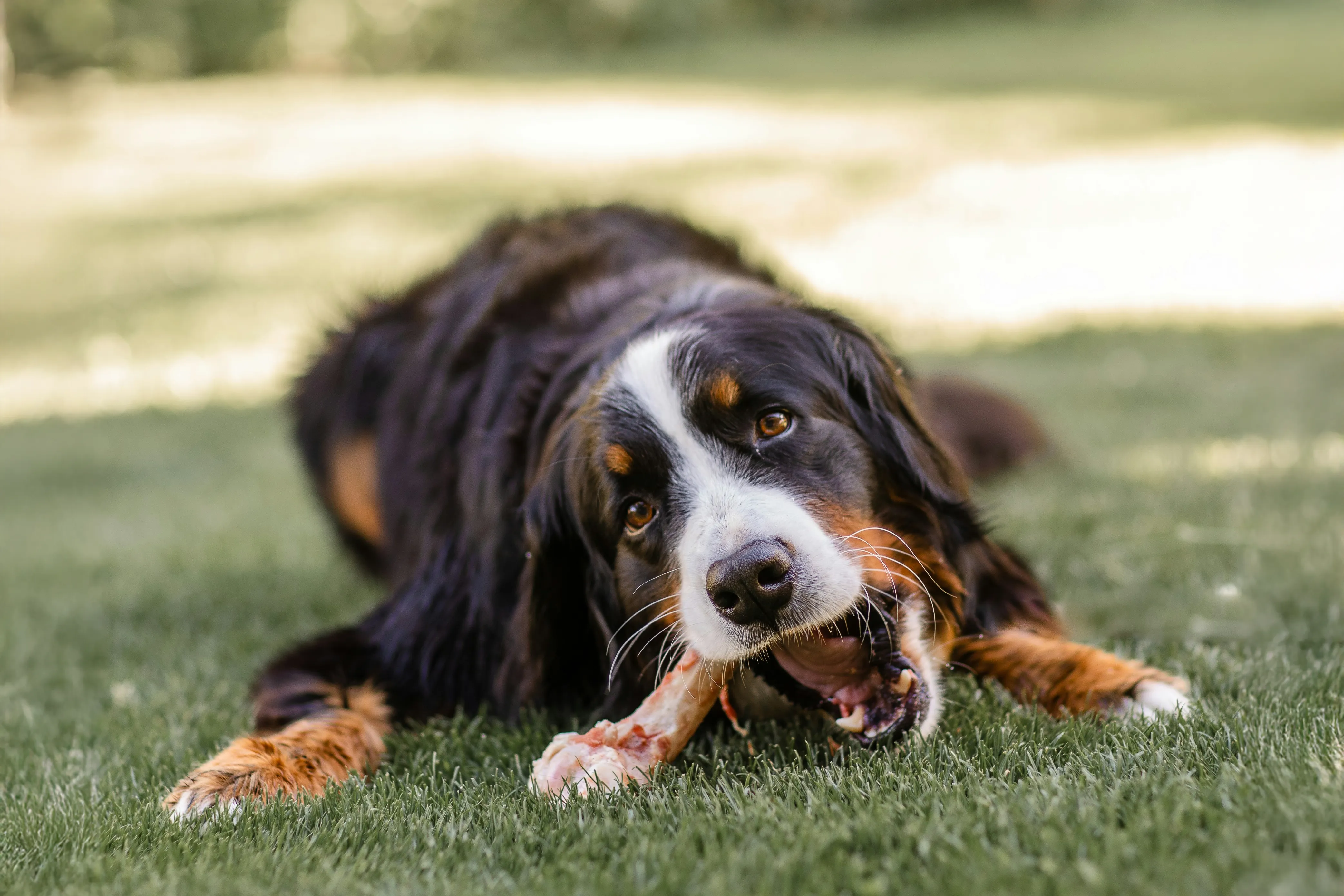 snack_saludable_perro_hueso.webp