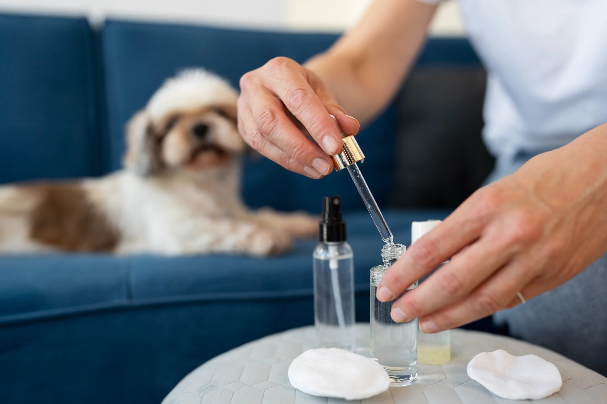 usos%20aceite%20de%20coco%20para%20perros.webp