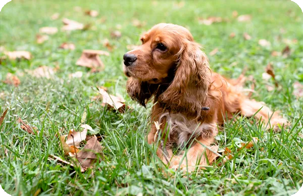 Cocker_Spaniel_Ingle%CC%81s_mb1.webp
