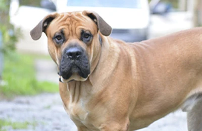Dogo%20mallorqu%C3%ADn.webp