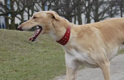 Galgo%20Polaco.webp