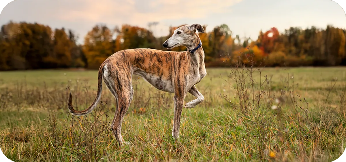 Galgo_espan%CC%83ol_1.webp