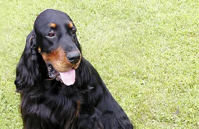 Gordon%20Setter.webp