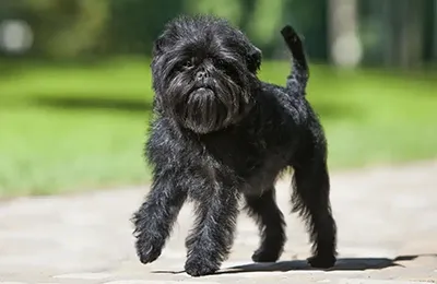 Affenpinscher.webp