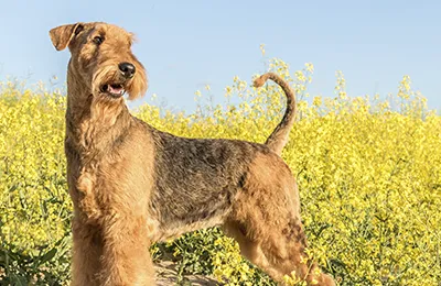 Airedale%20Terrier.webp