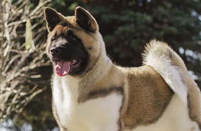 Akita%20Americano.webp