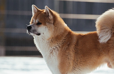 Akita-Inu.webp