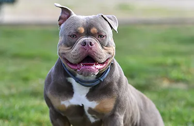American%20Bully.webp