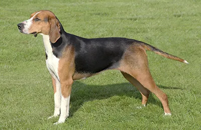American%20Foxhound.webp