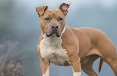 American-Staffordshire.webp