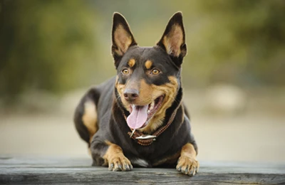 Australian_Kelpie.webp