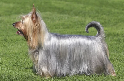 Australian_Silky_Terrier.webp