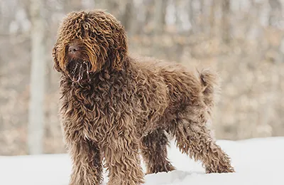 Barbet.webp