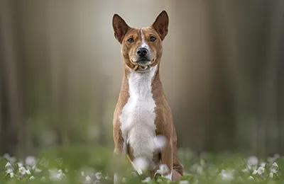 Basenji.webp