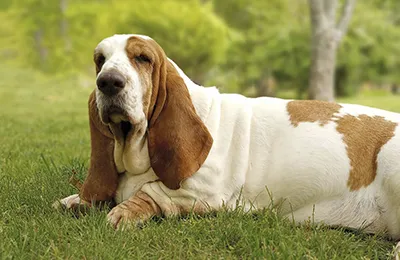 Basset%20Hound.webp