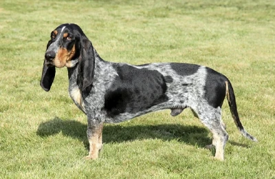 Basset_Azul_Gascu%C3%B1a.webp