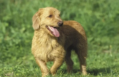 Basset_Leonado_Breta%C3%B1a.webp