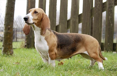 Basset_artesiano_Normand%C3%ADa.webp