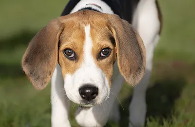 Beagle%20Harrier.webp