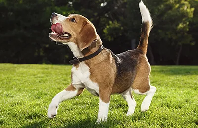 Beagle.webp