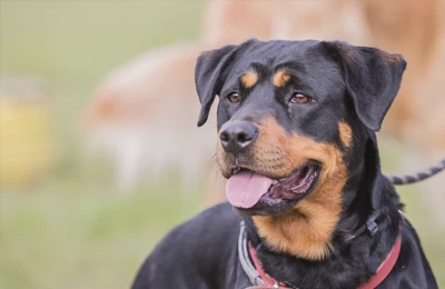 Beauceron.webp
