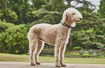 Bedlington_Terrier.webp