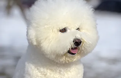 Bichon%20Frise.webp