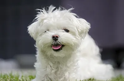 Bichon%20maltes.webp