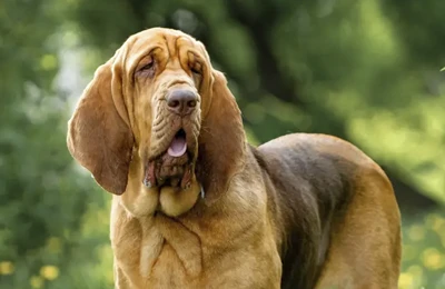 Bloodhound.webp