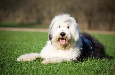 Bobtail.webp