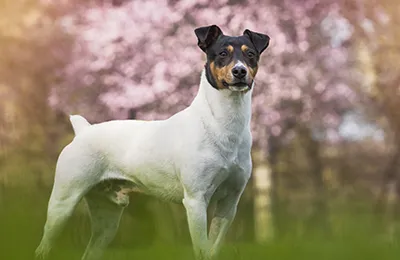 Bodeguero%20Andaluz.webp