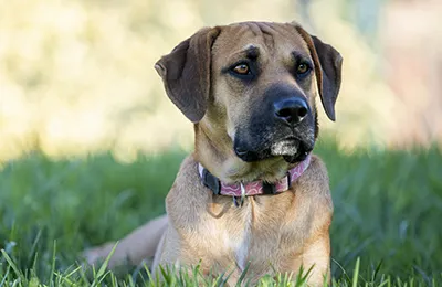 Boerboel.webp